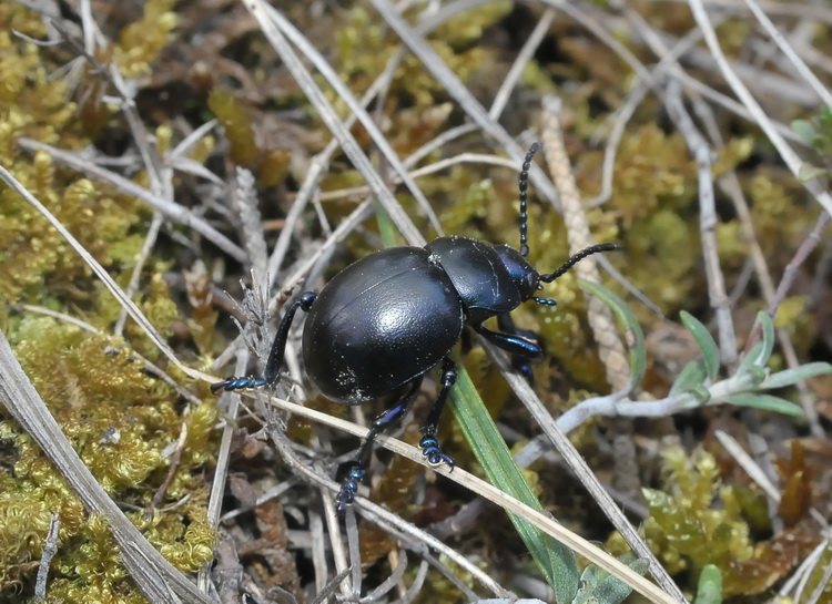 I primi coleotteri - Timarcha tenebricosa